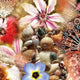 Shells And Flowers Digital Printed Fabric – js 0 ta0020 110 shells and flowers digital printed fabric 1