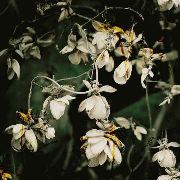 White Flower Branch Digtal Printed Fabric – js 0 ta0065 110 white flower branch digtal printed fabric 1