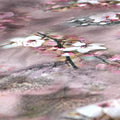 Beautiful Brown Floral Digital Printed Kota Doria Fabric – kd 0 0ta060200 111 beautiful brown floral digital printed kota doria fabric 3